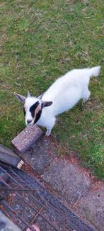 Bokjes, Dieren en Toebehoren, Schapen, Geiten en Varkens, Mannelijk, Geit, 0 tot 2 jaar