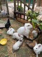 Dwerg konijntjes, Dieren en Toebehoren, Pluimvee
