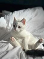 Kat zoekt boederij of huisje met grote tuin, Dieren en Toebehoren, Katten en Kittens | Overige Katten, Kater