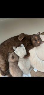 Britse korthaar kitten, Dieren en Toebehoren, Kater, Gechipt, 0 tot 2 jaar