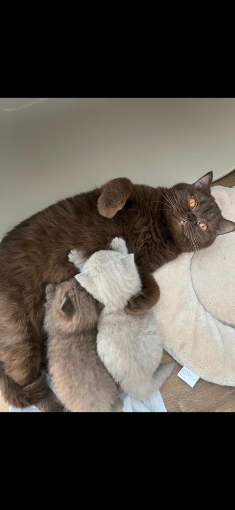 Britse korthaar kitten, Dieren en Toebehoren, Katten en Kittens | Raskatten | Korthaar, Kater, 0 tot 2 jaar, Met stamboom, Gechipt