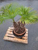 Mooie Palmboom voor Binnen of Buiten, Tuin en Terras, Planten | Bomen, Bloeit niet, 100 tot 250 cm, Palmboom, Ophalen
