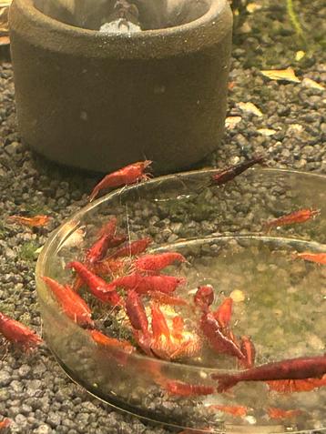 High grade bloody mary garnalen neocaridina beschikbaar voor biedingen