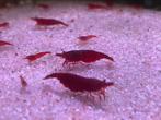 Prachtige Neocaridina Bloody Mary garnalen! kleurvast!, Kreeft, Krab of Garnaal