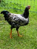 Lieve mooie Wayondotte haan 🤗, Dieren en Toebehoren, Pluimvee, Mannelijk, Kip