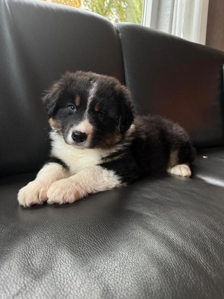 Australian Shepherd pup,teefje, Dieren en Toebehoren, Honden | Herdershonden en Veedrijvers, Teef, Herder, Fokker | Hobbymatig