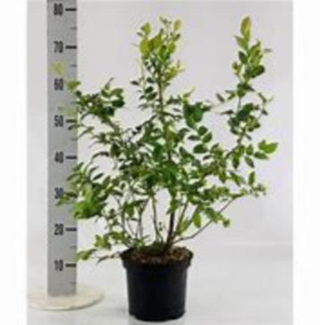Vaccinium corymbosum (bosbes) in diverse soorten potkweek beschikbaar voor biedingen