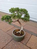 bonsai juniperus chinensis, Minder dan 100 cm, Overige soorten, Ophalen