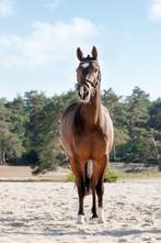 Stoere D-springpony, Dieren en Toebehoren, Pony's, Gechipt, Z, Ruin, Springpony