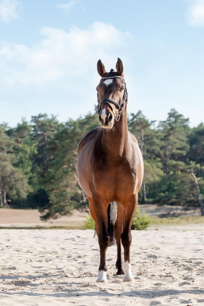 Stoere D-springpony, Dieren en Toebehoren, Pony's, Ruin, Z, D pony (1.37m tot 1.48m), Springpony, 7 tot 10 jaar, Gechipt, Ontwormd