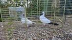 Koppel duiven, Dieren en Toebehoren, Vogels | Duiven, Meerdere dieren, Overige soorten