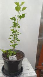 hibiscus, Tuin en Terras, Planten | Tuinplanten, Volle zon, Vaste plant, Zomer, Ophalen