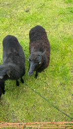 Ouessant schaap met lam, Dieren en Toebehoren, Schapen, Geiten en Varkens, Vrouwelijk, Schaap