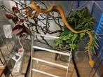 Corallus Hortulanus  Tiger  caramel avec double ligne, Dieren en Toebehoren, Slang, 0 tot 2 jaar