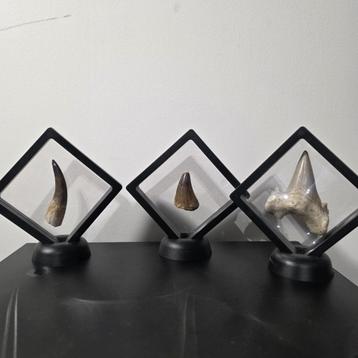 3 fossiele tanden - Plesiosaurus - Mosasaurus - Otodus beschikbaar voor biedingen