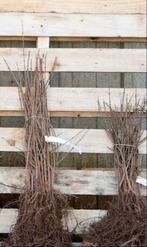 Acer campestre 40/60 tot 175cm Veldesdoorn Spaanse aak, Tuin en Terras, Planten | Struiken en Hagen, Ophalen, Overige soorten