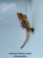 Wimpergekko's, Dieren en Toebehoren, Reptielen en Amfibieën, Overige soorten, 0 tot 2 jaar