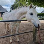 Knappe 2 jarige A welsh hengst, Dieren en Toebehoren, Pony's, Hengst, Recreatiepony, 3 tot 6 jaar