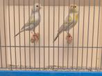 TT Kwaliteit Kanaries, Agaat Opaal Geelmozaiek, Dieren en Toebehoren, Mannelijk, Tropenvogel, Geringd
