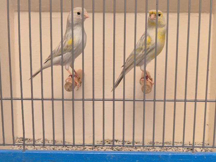TT Kwaliteit Kanaries, Agaat Opaal Geelmozaiek, Dieren en Toebehoren, Vogels | Overige Vogels, Tropenvogel, Mannelijk, Geringd