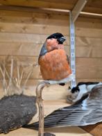 Opgezette Goudvink, Verzamelen, Dierenverzamelingen, Ophalen of Verzenden, Nieuw, Vogel, Opgezet dier