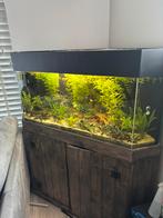 Hoek aquarium, Ophalen, Gebruikt, Gevuld zoetwateraquarium