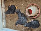hanen australorp en barbevelder  tentoonstellings dieren, Dieren en Toebehoren, Pluimvee, Mannelijk, Kip