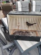 Koppel roodmussen split ino x ino 2025, Dieren en Toebehoren, Vogels | Overige Vogels, Meerdere dieren, Geringd