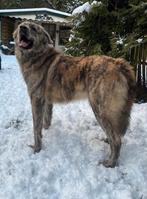 Lieke is ter adoptie!, Dieren en Toebehoren, Honden | Niet-rashonden, Handelaar, 1 tot 2 jaar, Buitenland, Teef