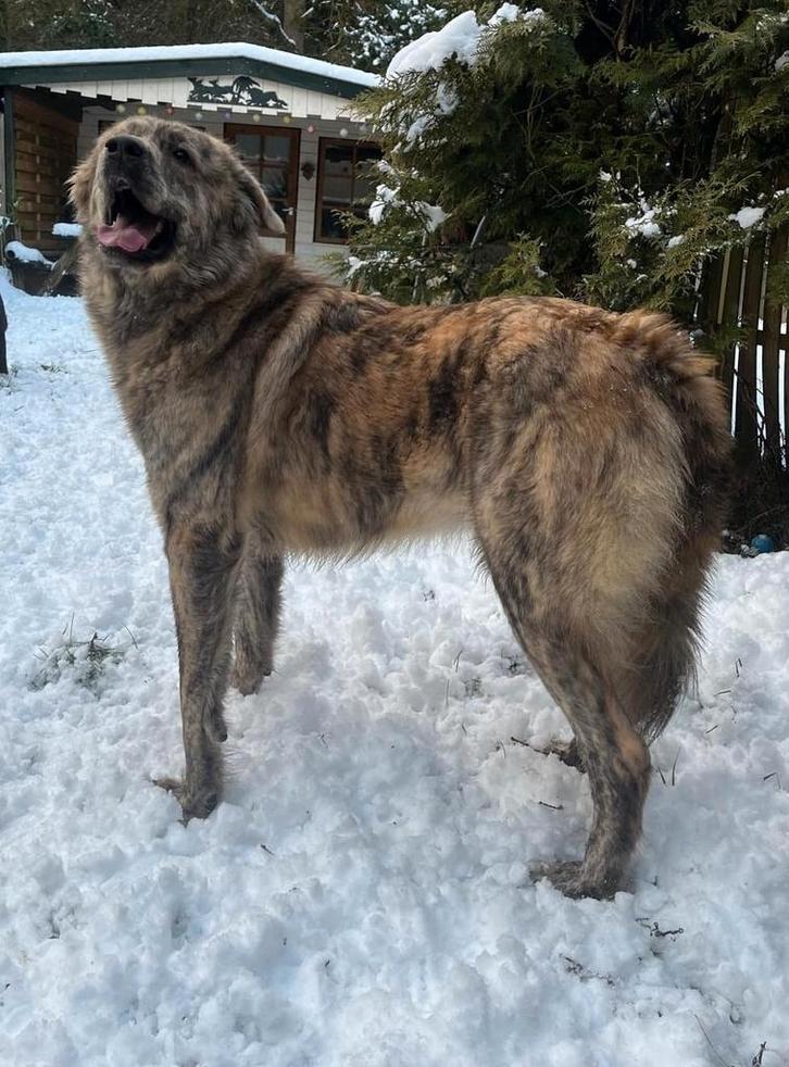 Lieke is ter adoptie!, Dieren en Toebehoren, Honden | Niet-rashonden, Groot, Teef, Handelaar, Eén hond, Buitenland, 1 tot 2 jaar