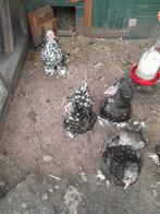 4 brahma hennen, Dieren en Toebehoren, Pluimvee, Vrouwelijk, Kip