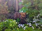 Simba - Bengaalse Kat - 2 jaar oud, Kater, Gechipt, 0 tot 2 jaar