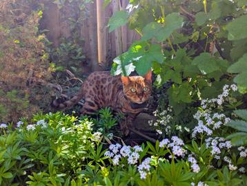 Simba - Bengaalse Kat - 2 jaar oud beschikbaar voor biedingen