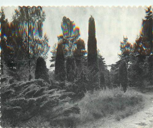 (387-069-053) Lunteren Pinetum, Verzamelen, Ansichtkaarten | Nederland, Gelderland, Verzenden