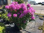 Rhododendron in diverse kleuren/maten/prijzen potkweek, Ophalen, Zomer, Overige soorten, Halfschaduw