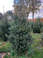 kerstbomen Picea Abies 225/250, Tuin en Terras, Planten | Bomen, Ophalen, Volle zon, Overige soorten, 100 tot 250 cm