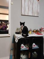 Een vrouwtjeskat van bijna 3 jaar oud., Poes, Met stamboom, 3 tot 5 jaar