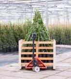 hedera hibernica klimop groenblijvende klimplant haag, Ophalen of Verzenden, Bloeit niet, Klimplanten, Halfschaduw
