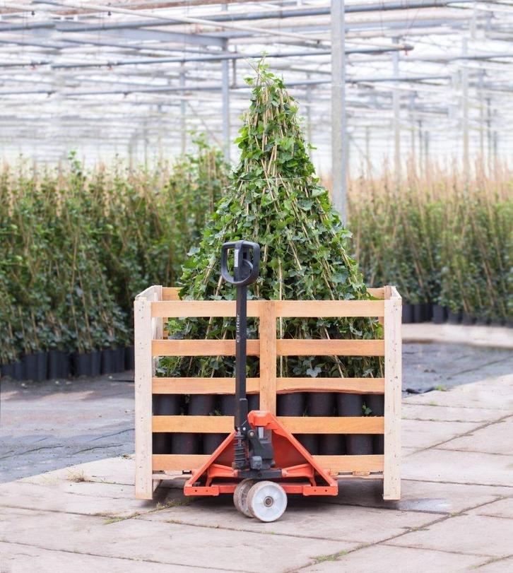 hedera hibernica klimop groenblijvende klimplant haag, Tuin en Terras, Planten | Tuinplanten, Klimplanten, Halfschaduw, Bloeit niet