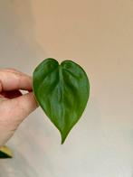 Philodendron scandens, verse stek, Huis en Inrichting, Kamerplanten, Ophalen of Verzenden, Halfschaduw, Minder dan 100 cm