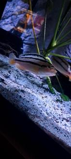 Melanochromis Auratus  Malawi Cichlide, Dieren en Toebehoren, Vissen | Aquariumvissen, Zoetwatervis, Schoolvis, Vis