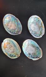 4x Paua Schelp - Nieuw Zeeland, Huis en Inrichting, Woonaccessoires | Overige, Nieuw, Spiritueel, Ophalen of Verzenden