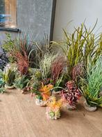 Aquarium planten, Ophalen of Verzenden, Gebruikt, Plant(en), Steen of Hout