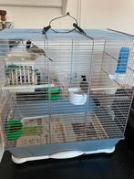 Irakese buulbuul, Meerdere dieren, Tropenvogel