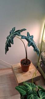 Alocasia Sanderiana 'Nobilis', Huis en Inrichting, Kamerplanten, Ophalen of Verzenden, Overige soorten, Halfschaduw, Minder dan 100 cm