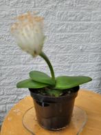 Bijzondere kamerplant (poederkwast), Huis en Inrichting, Kamerplanten, Ophalen, Minder dan 100 cm