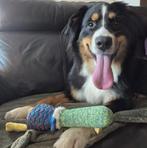 Herplaatser berner sennen x australian shepherd, Dieren en Toebehoren, Overige rassen, 1 tot 2 jaar, Teef, CDV (hondenziekte)