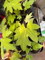 Rijstpapierplant, Ophalen, Zomer, Overige soorten, Volle zon