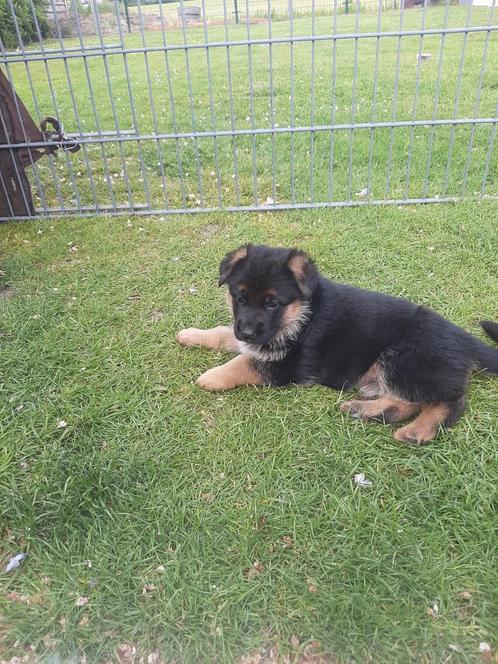 Duitse herderpups met stamboom, Dieren en Toebehoren, Honden | Herdershonden en Veedrijvers, Meerdere dieren, Herder, Particulier