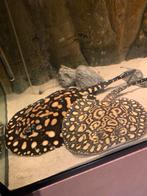 Potamotrygon mannetjes blackdiamond bd met spoed weg!, Vis